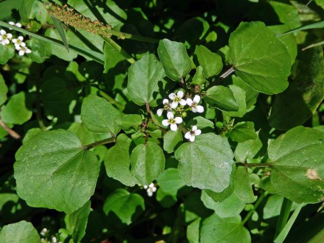 Potočnice drobnolistá (Nasturtium microphyllum (Boenn. ex Rchb.) Rchb.)