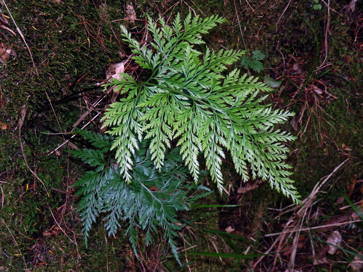 Davallia canariensis (L.) Sm.