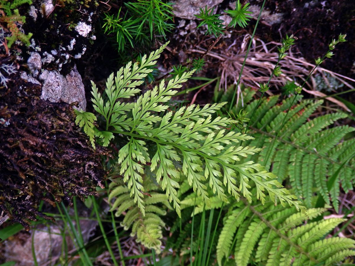 Davallia canariensis (L.) Sm.