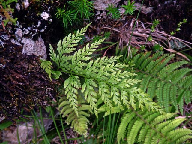 Davallia canariensis (L.) Sm.