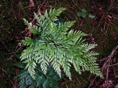 Davallia canariensis (L.) Sm.