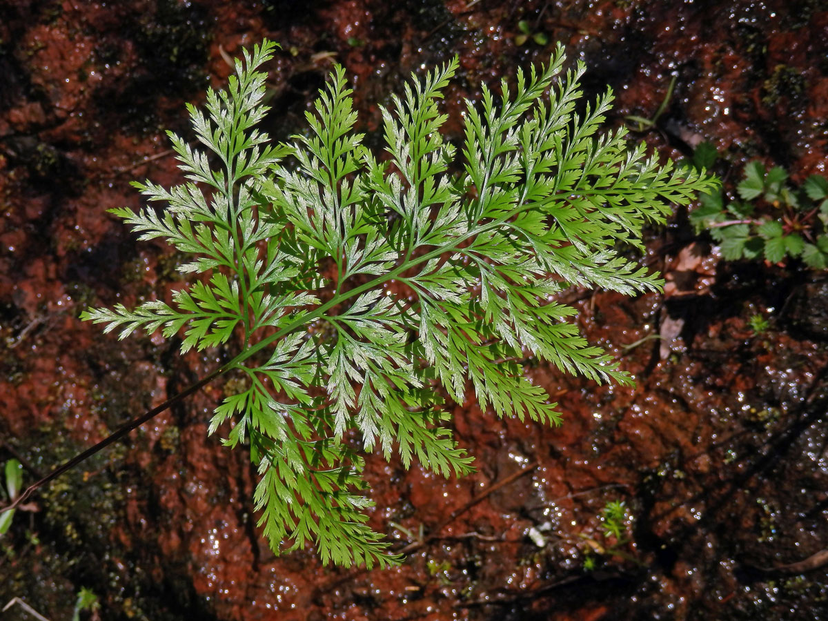 Davallia canariensis (L.) Sm.