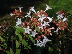 Abélie velkokvětá (Abelia × grandiflora)