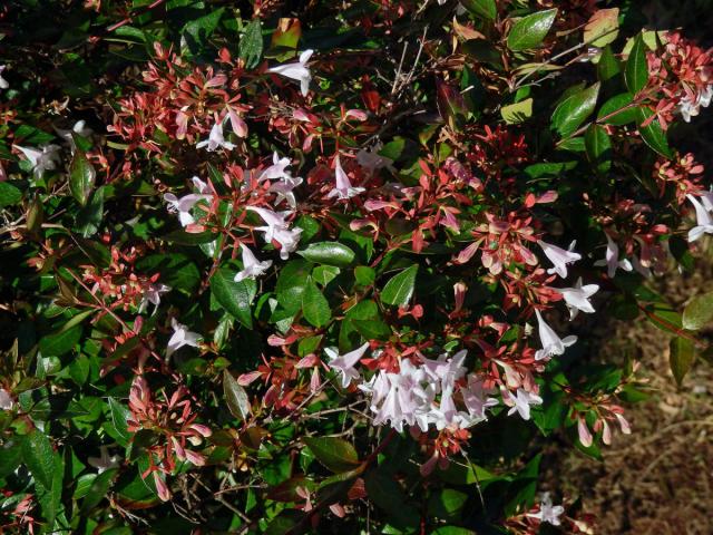 Abélie velkokvětá (Abelia × grandiflora)