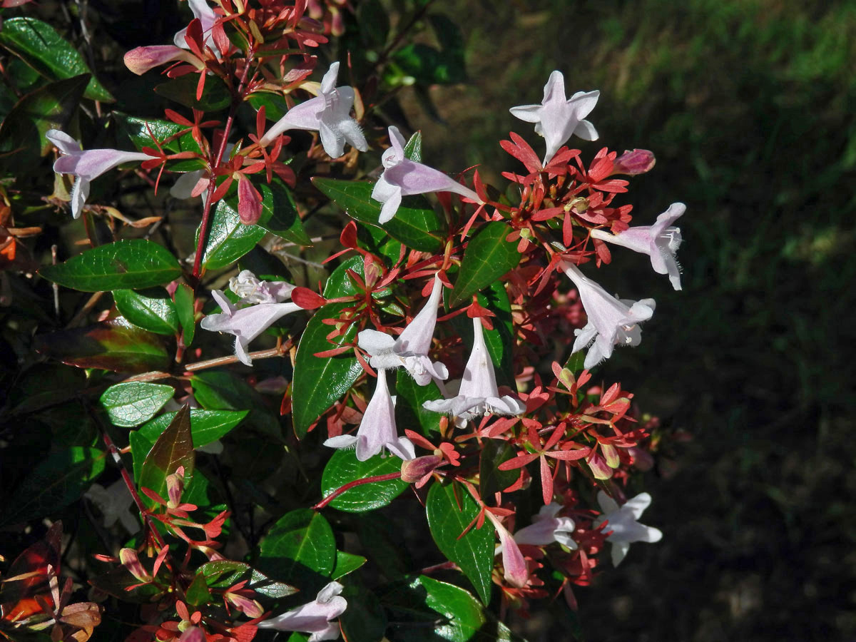 Abélie velkokvětá (Abelia × grandiflora)