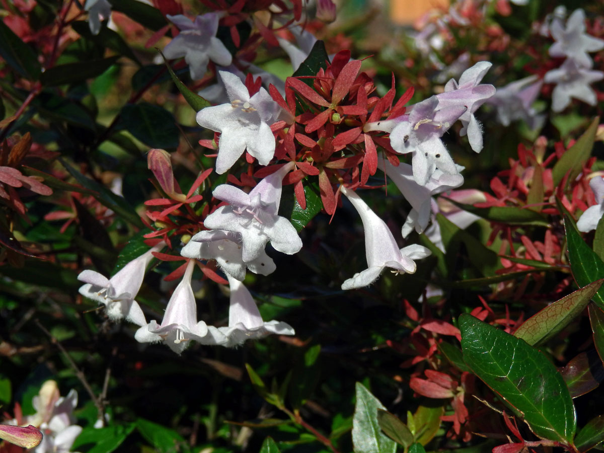 Abélie velkokvětá (Abelia × grandiflora)