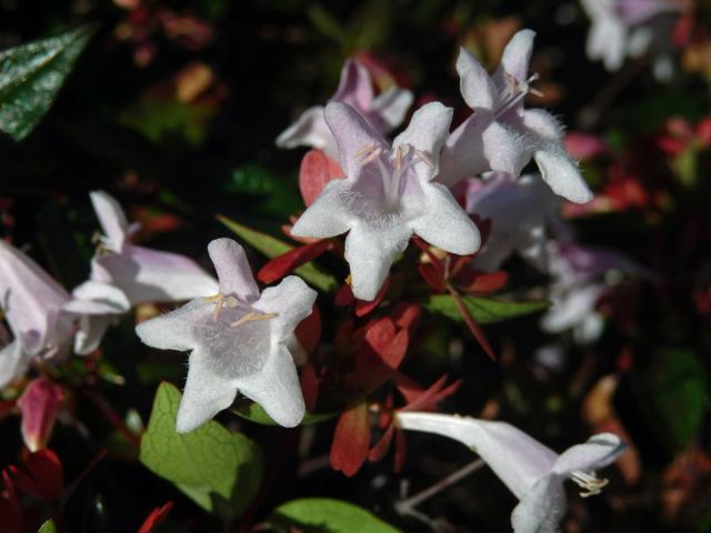 Abélie velkokvětá (Abelia × grandiflora)