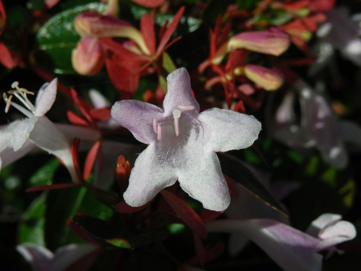 Abélie velkokvětá (Abelia × grandiflora)