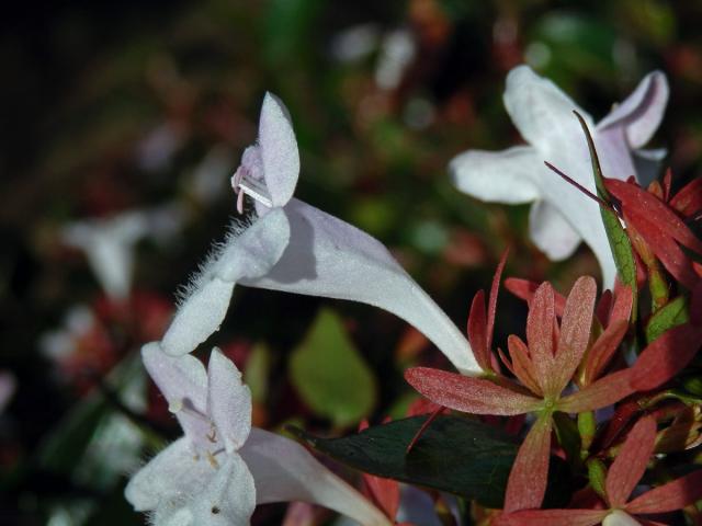 Abélie velkokvětá (Abelia × grandiflora)