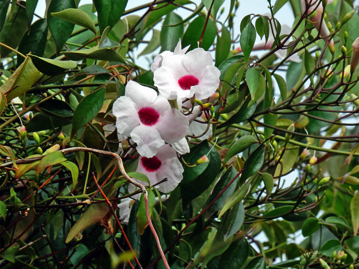 Pandora jasmínovitá (Pandorea jasminoides (Lindl.) K. Schum.)