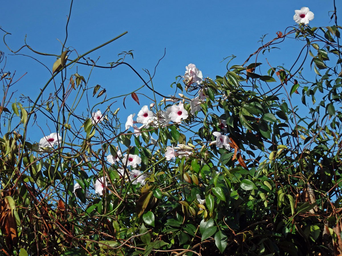 Pandora jasmínovitá (Pandorea jasminoides (Lindl.) K. Schum.)