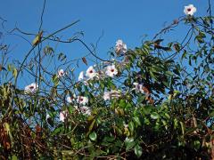 Pandora jasmínovitá (Pandorea jasminoides (Lindl.) K. Schum.)