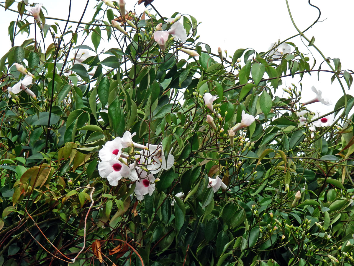 Pandora jasmínovitá (Pandorea jasminoides (Lindl.) K. Schum.)