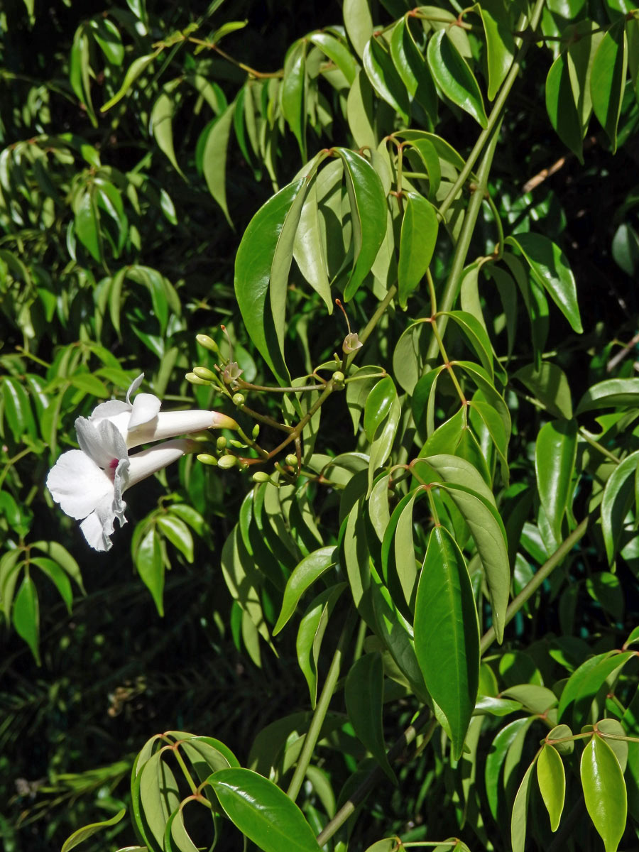 Pandora jasmínovitá (Pandorea jasminoides (Lindl.) K. Schum.)