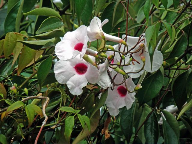 Pandora jasmínovitá (Pandorea jasminoides (Lindl.) K. Schum.)