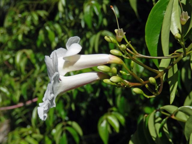 Pandora jasmínovitá (Pandorea jasminoides (Lindl.) K. Schum.)