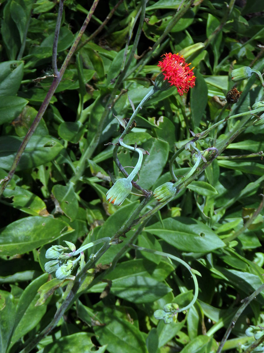 Kleinia abyssinica (A. Rich.) A. Berger