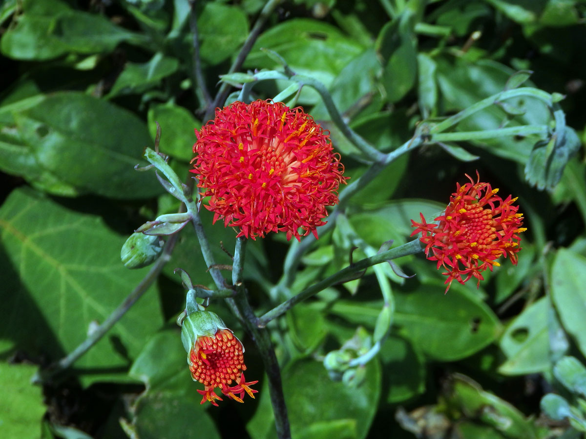 Kleinia abyssinica (A. Rich.) A. Berger