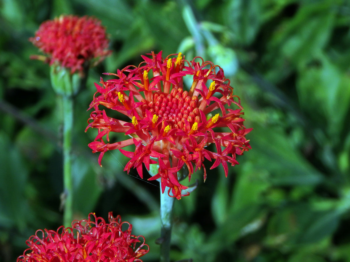 Kleinia abyssinica (A. Rich.) A. Berger