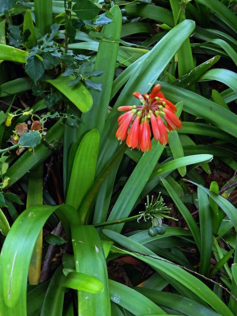 Clivia nobilis Lindley