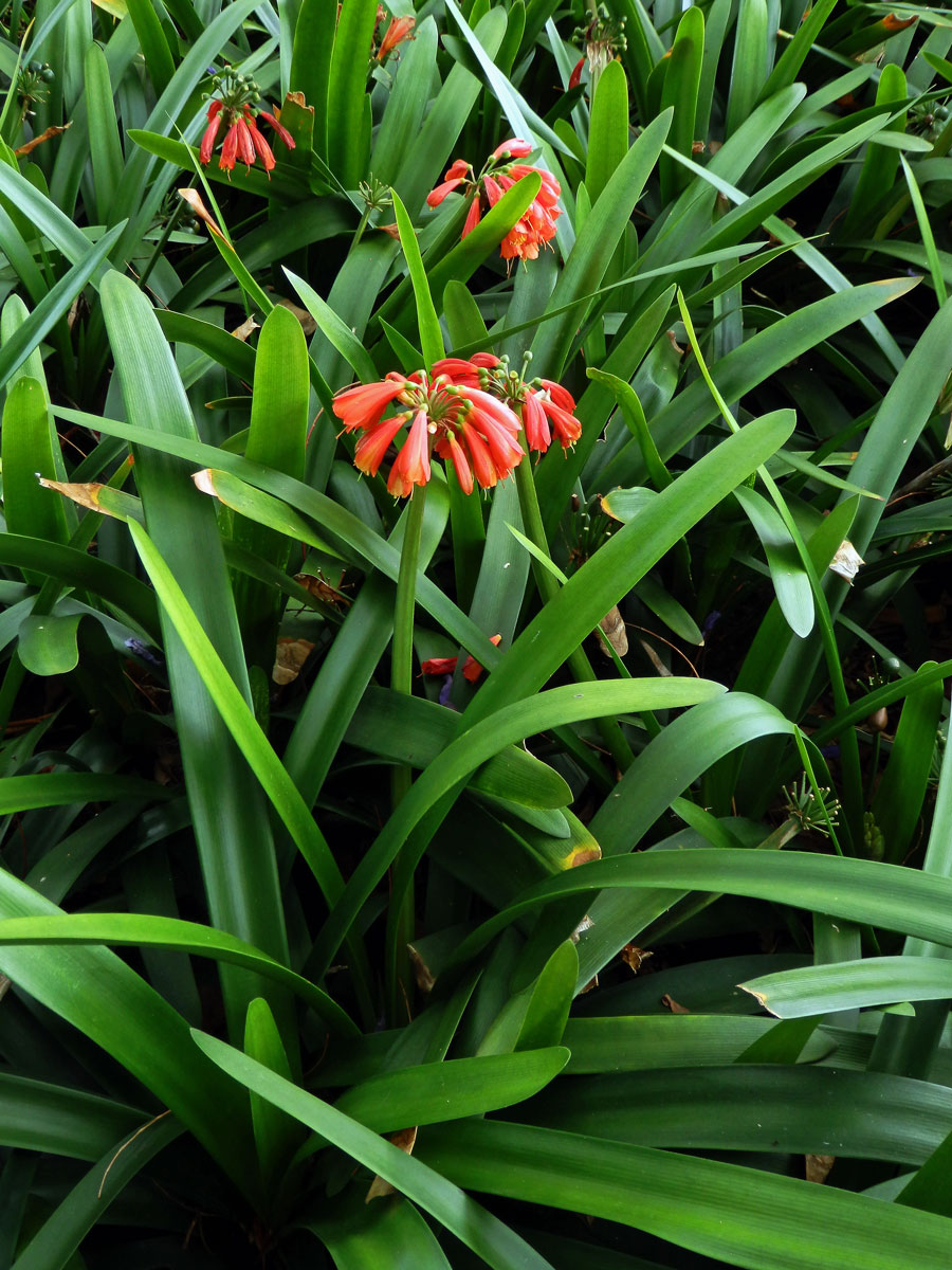 Clivia nobilis Lindley