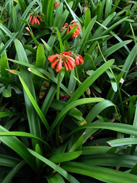 Clivia nobilis Lindley