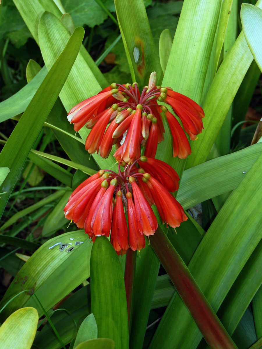 Clivia nobilis Lindley