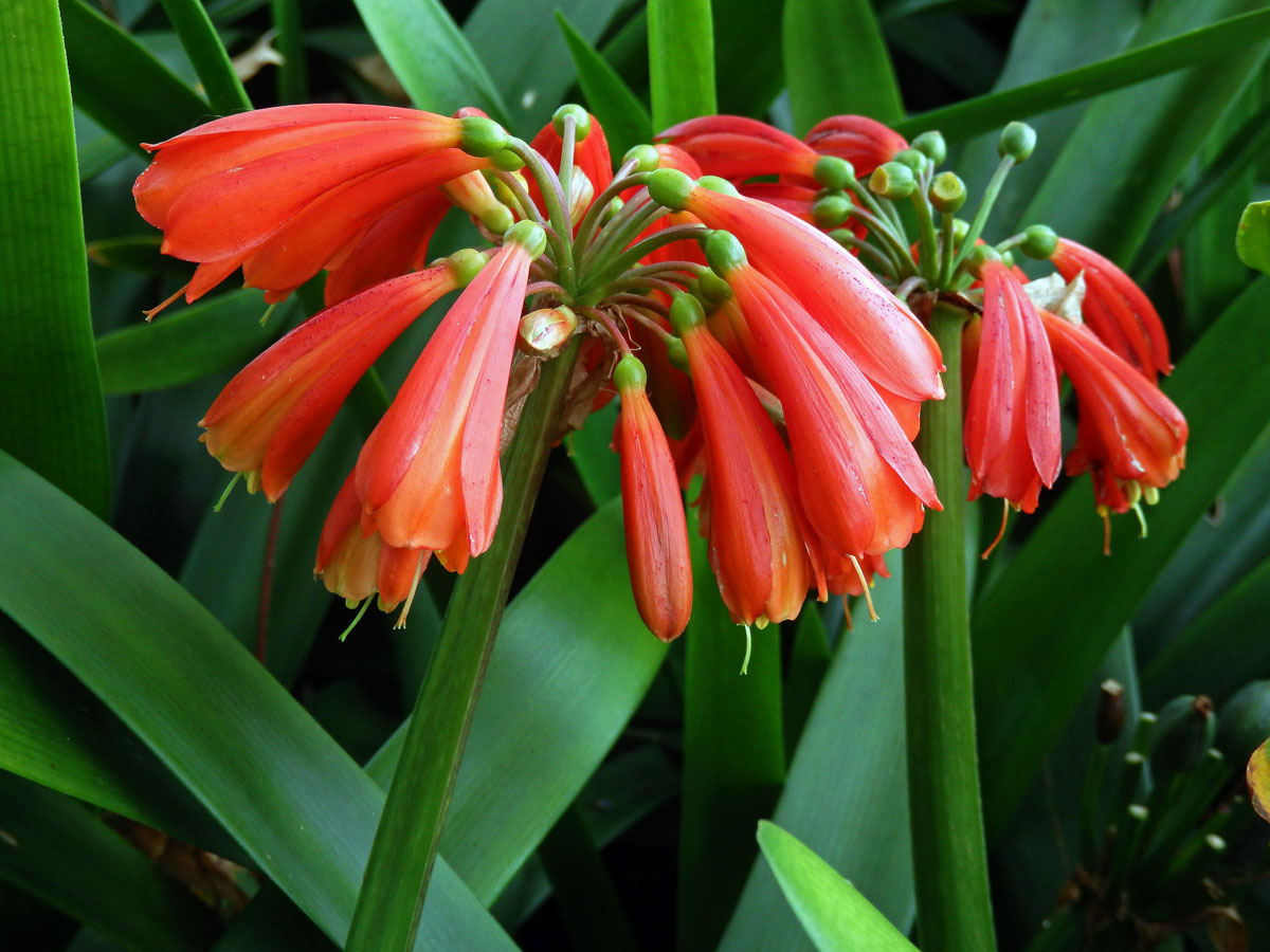 Clivia nobilis Lindley