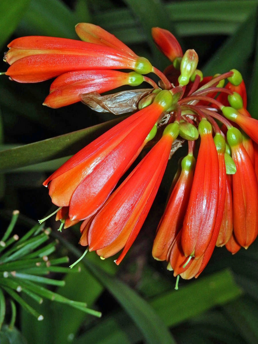 Clivia nobilis Lindley