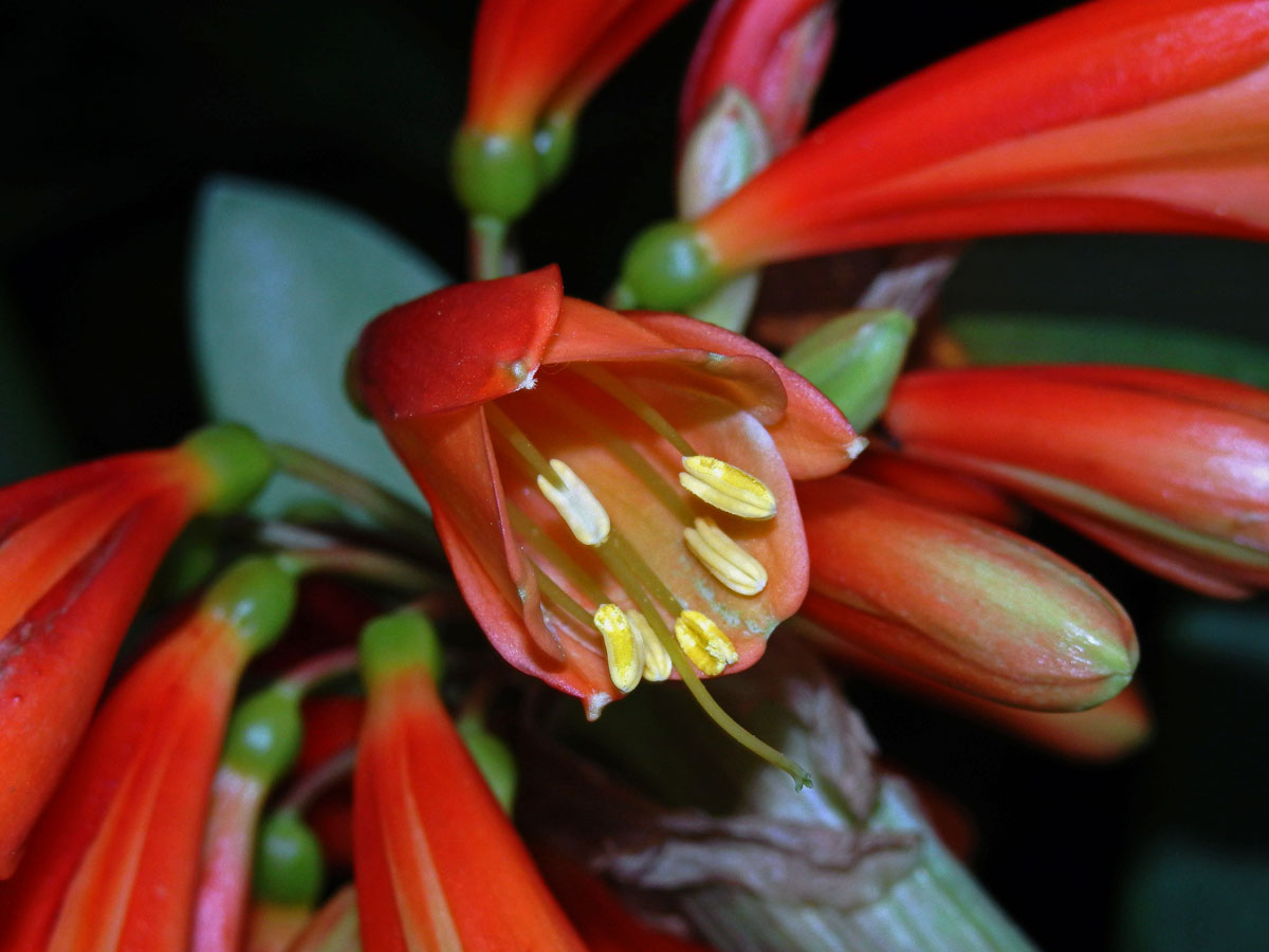 Clivia nobilis Lindley