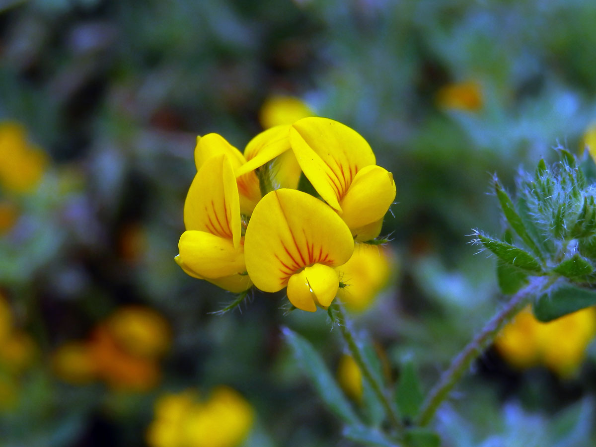 Štírovník (Lotus parviflorus Desf.)