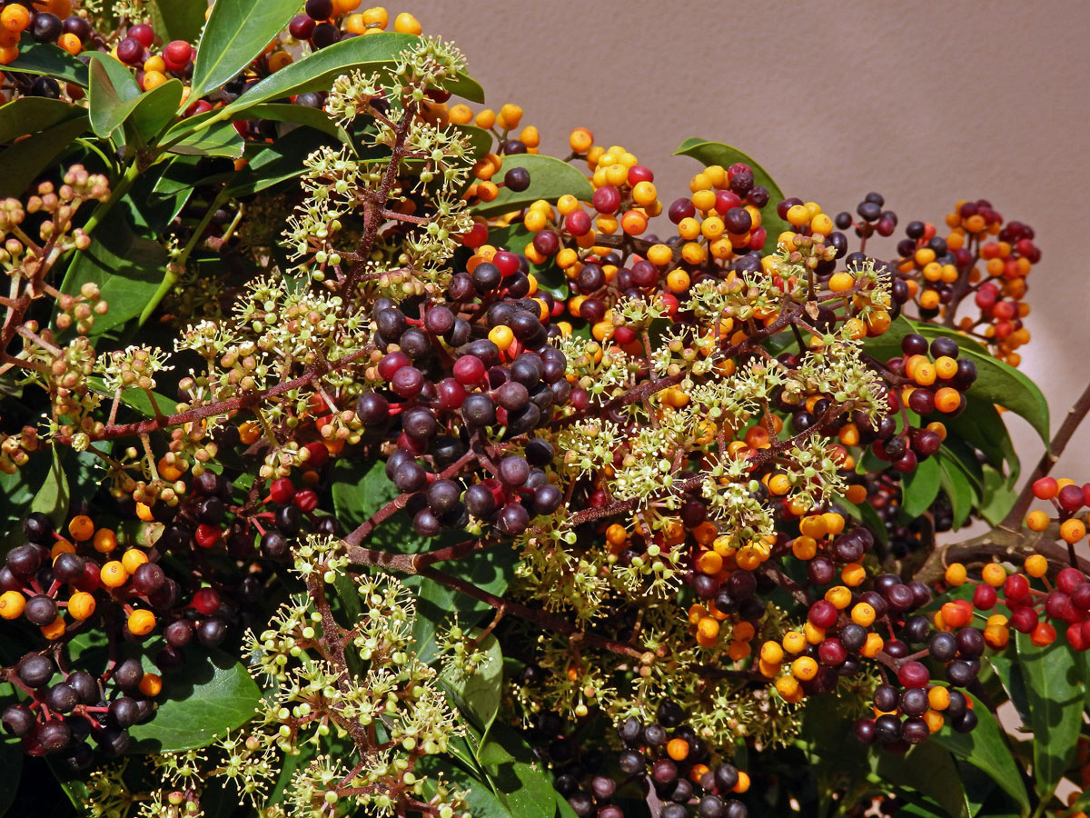 Schefflera arboricola (Hayata) Merr.