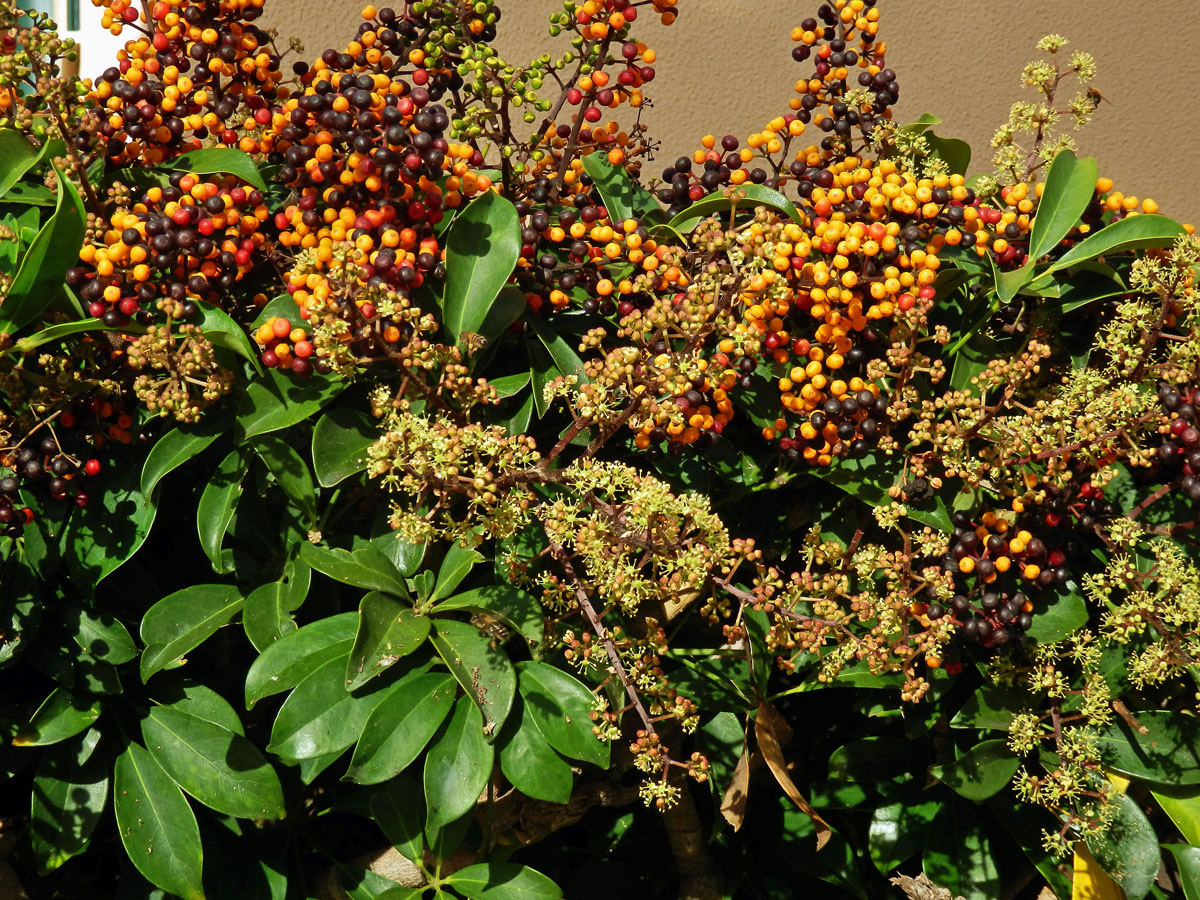 Schefflera arboricola (Hayata) Merr.