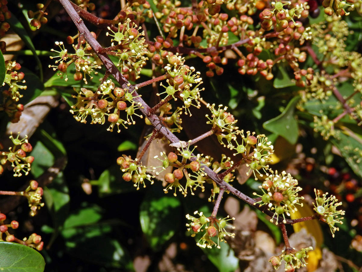 Schefflera arboricola (Hayata) Merr.