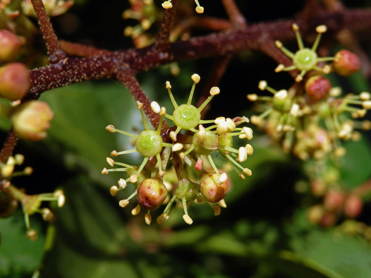 Schefflera arboricola (Hayata) Merr.