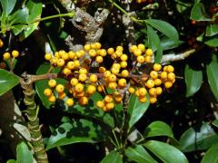 Schefflera arboricola (Hayata) Merr.