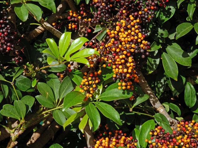 Schefflera arboricola (Hayata) Merr.