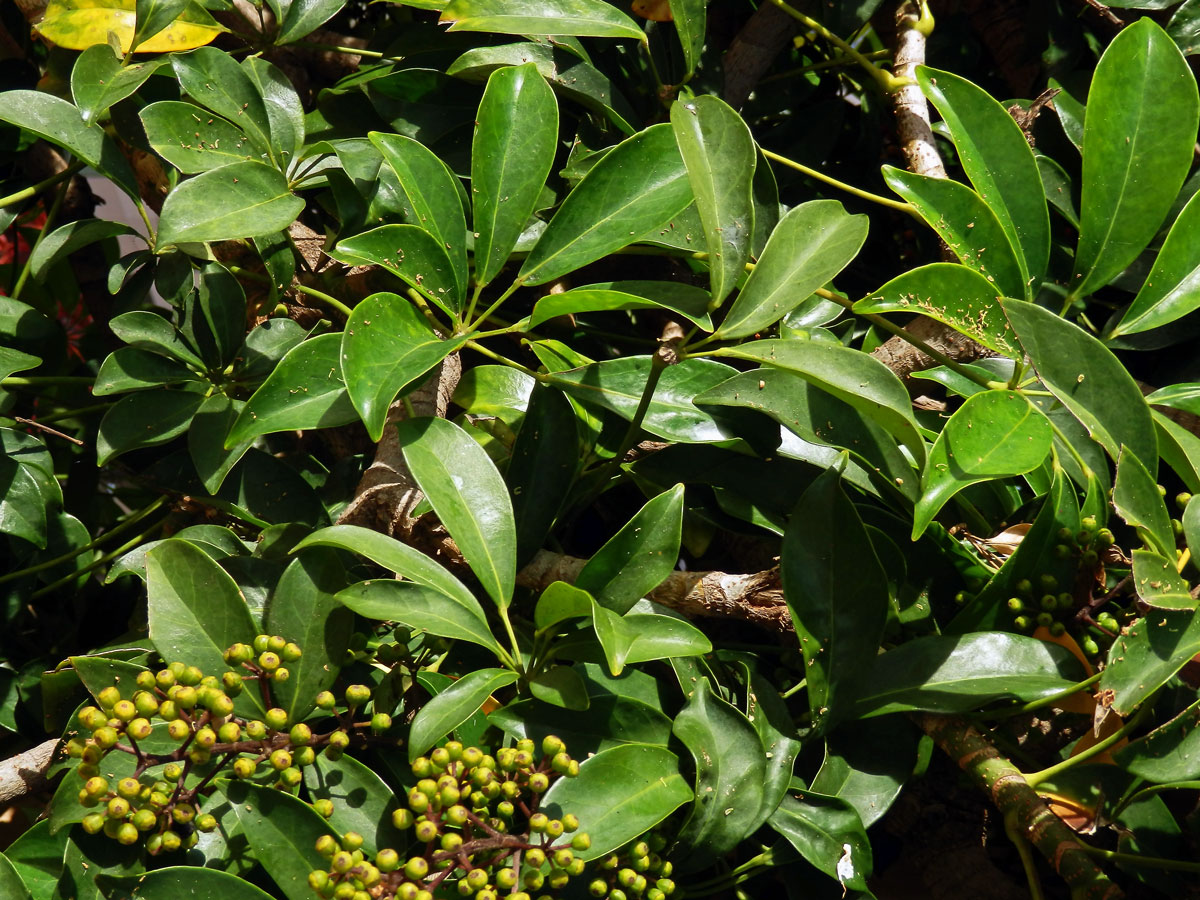 Schefflera arboricola (Hayata) Merr.