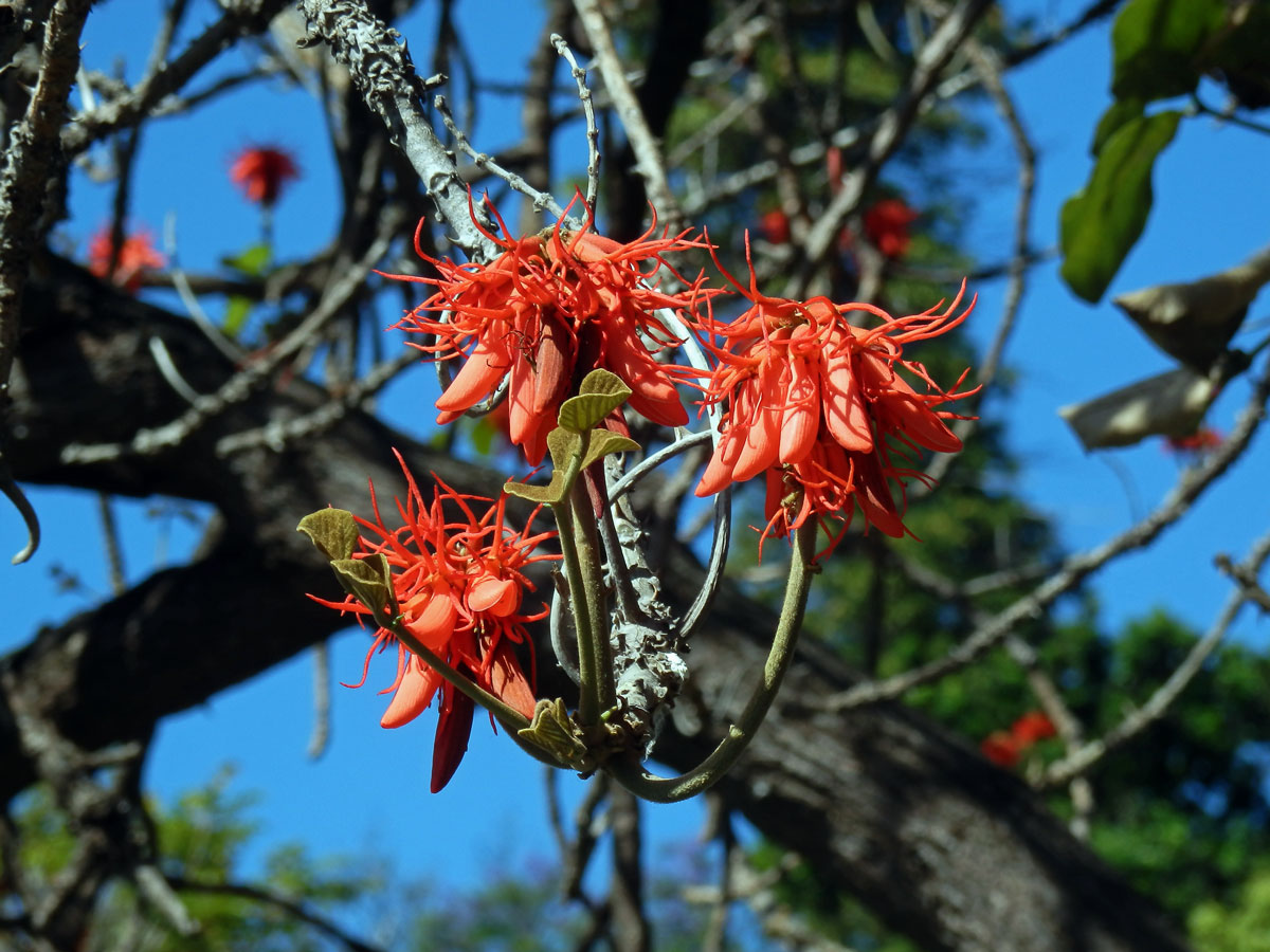 Zarděnice (Erythrina abyssinica Lam. ex DC.)