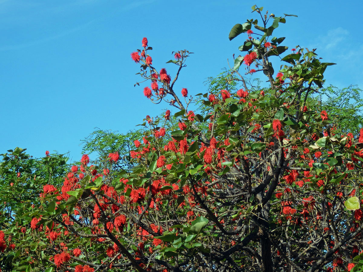 Zarděnice (Erythrina abyssinica Lam. ex DC.)