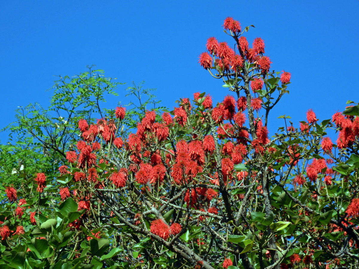 Zarděnice (Erythrina abyssinica Lam. ex DC.)