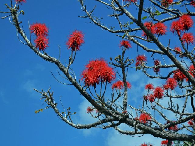 Zarděnice (Erythrina abyssinica Lam. ex DC.)