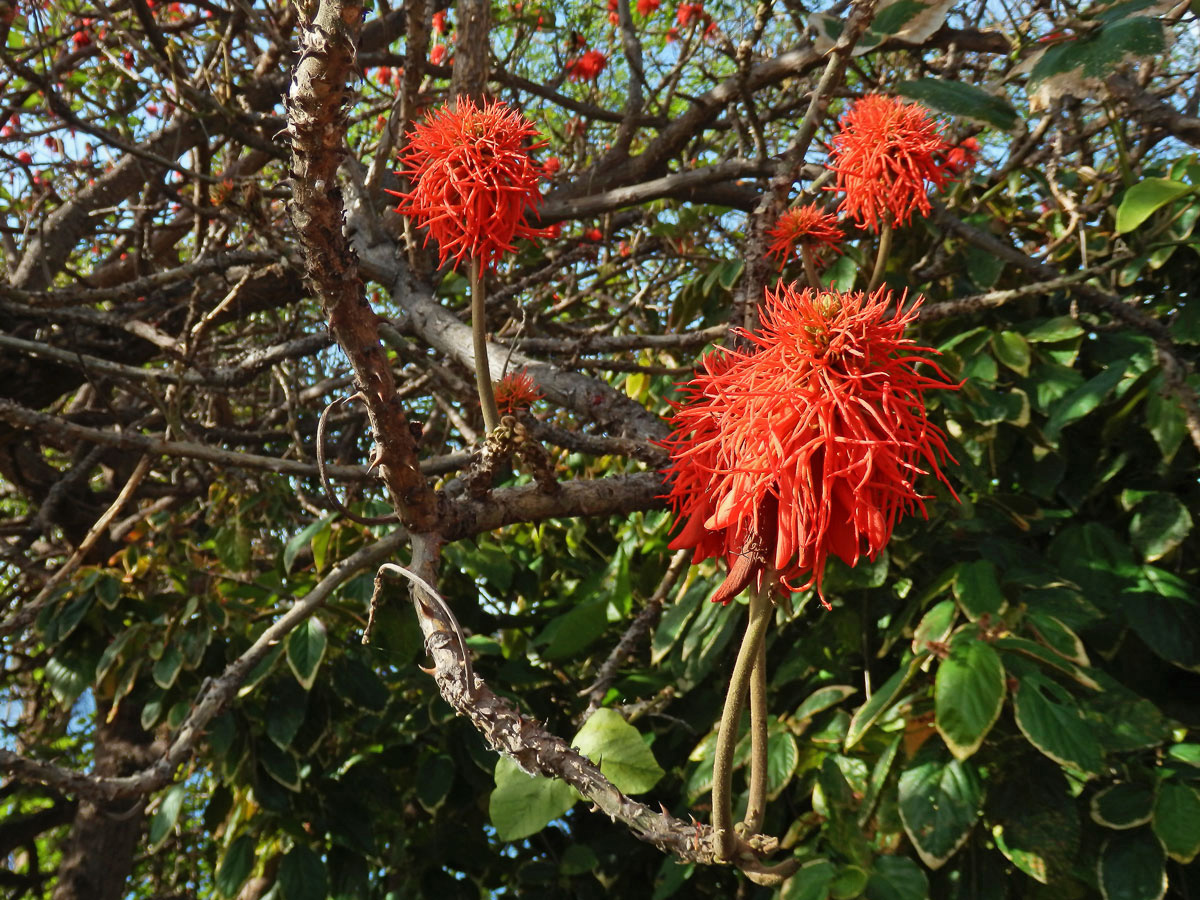 Zarděnice (Erythrina abyssinica Lam. ex DC.)