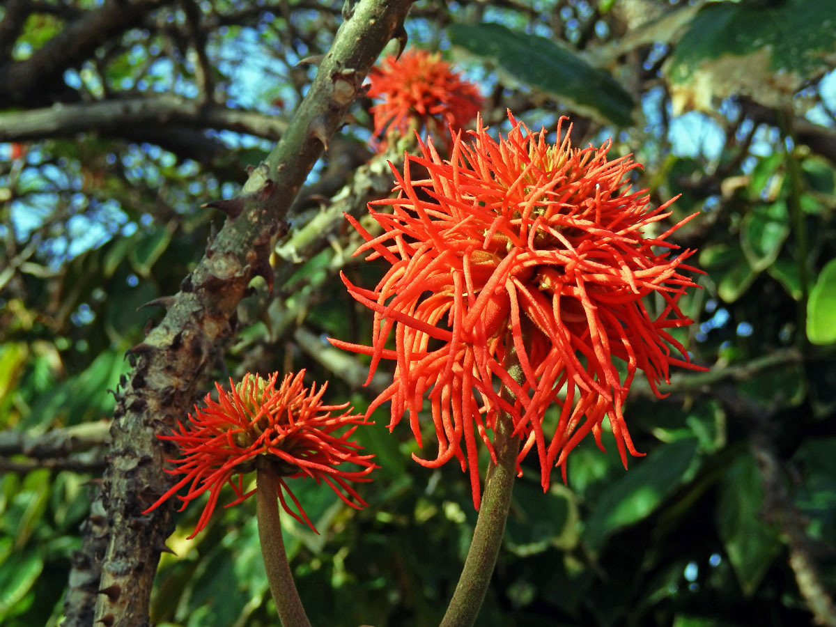 Zarděnice (Erythrina abyssinica Lam. ex DC.)