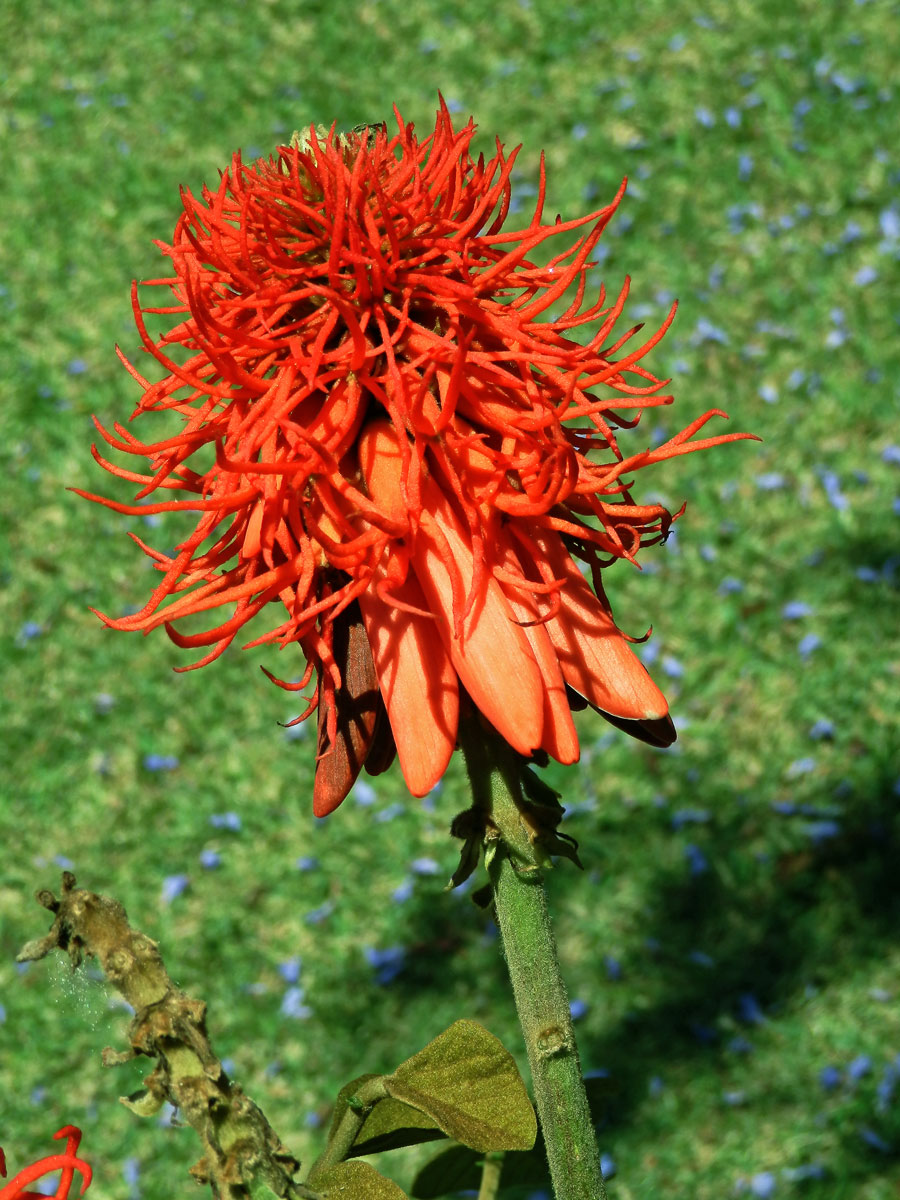 Zarděnice (Erythrina abyssinica Lam. ex DC.)