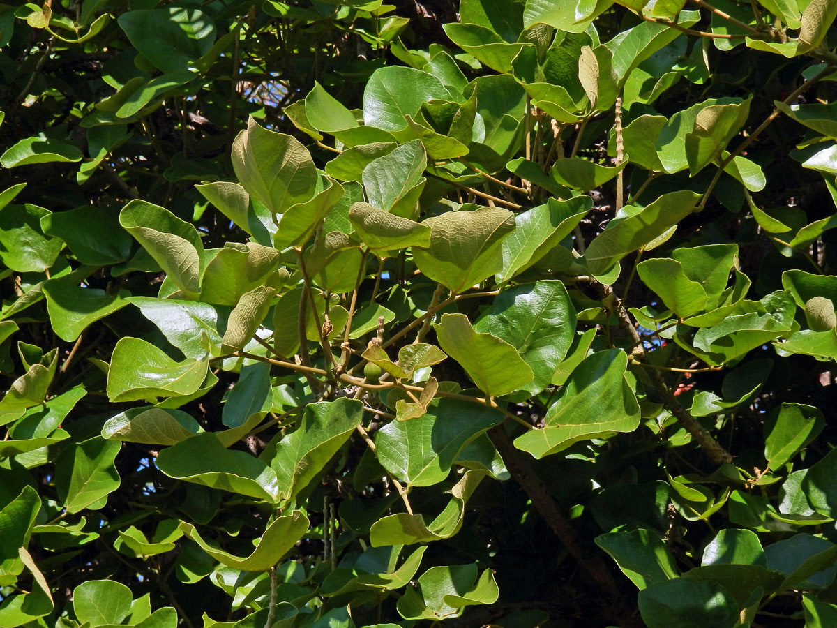 Zarděnice (Erythrina abyssinica Lam. ex DC.)