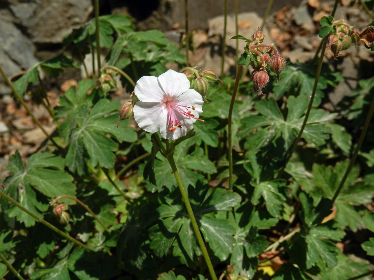 Kakost kantabrijský (Geranium x cantabrigiense)