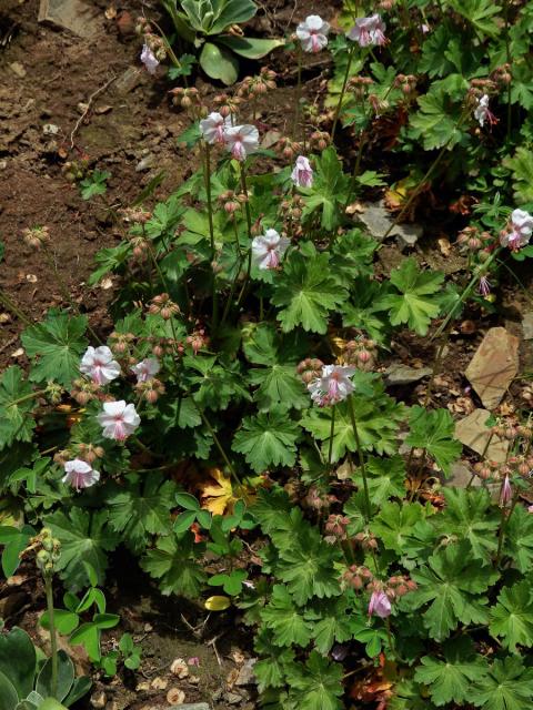 Kakost kantabrijský (Geranium x cantabrigiense)