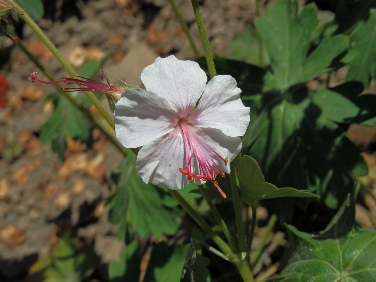 Kakost kantabrijský (Geranium x cantabrigiense)