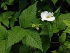 Růžovec bělokvětý (Rhodotypos scandens (Thunb.) Makino)